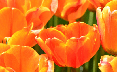 Oranje tulpen Louis Poel op Kroningsdag