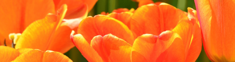 Oranje tulpen Louis Poel op Kroningsdag