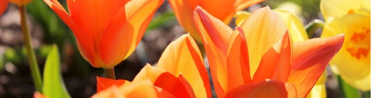 Sercom gebruiker wint kwaliteitscompetitie Tulp