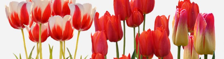 Borst Bloembollen beste bloemenkweker 2016