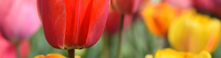 SERCOM aanwezig op Dag van de Tulp