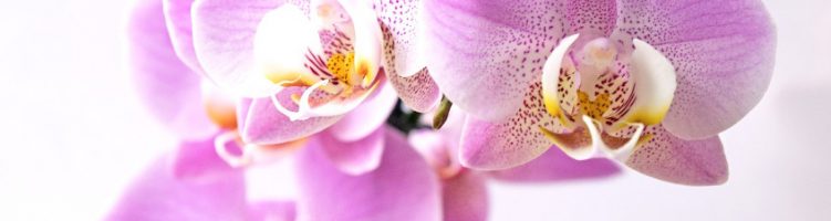 Stolk Flora prijswinnaar in Milaan