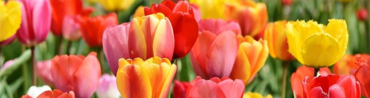 Oud-winnaars Tuinbouw Ondernemersprijs bij JUB