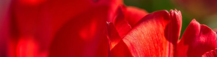 Tulpenmondriaan bij Sercom gebruiker Van Meer