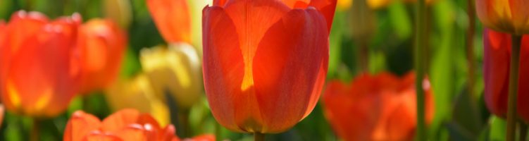 SERCOM op Dag van de Tulp