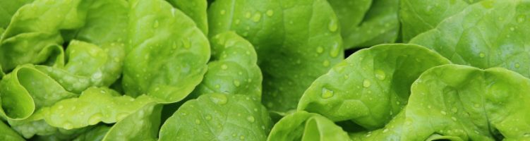 [angielski] First lettuce harvested at end-user
