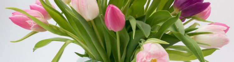 Tulpen Black Label hebben langste vaasleven