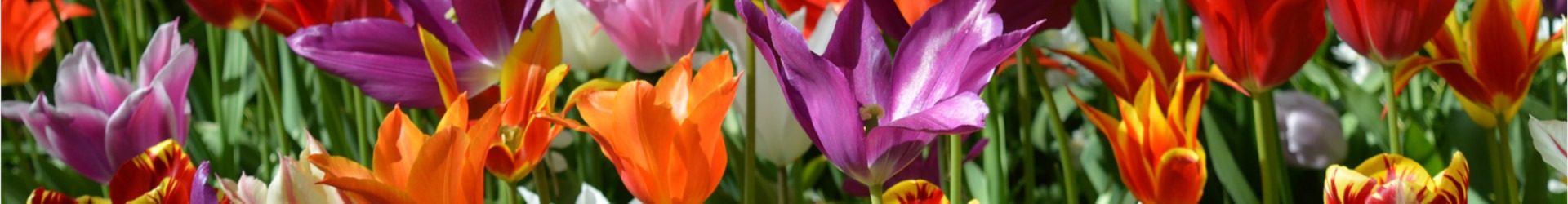 [Englisch] National Tulip Day 2021
