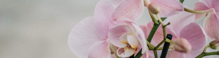 Sercom eindgebruiker Stolk Flora