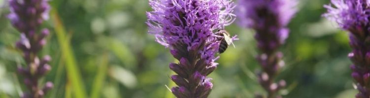 Sercom eindgebruiker Agriom
