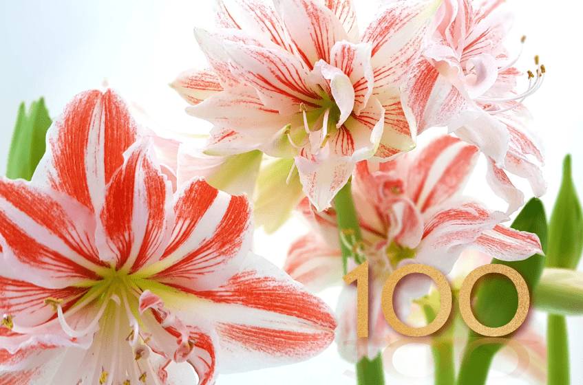 Jan-de-Wit-en-Zonen-B.V.-100-jaar