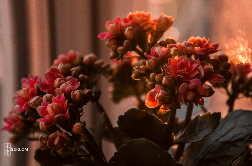 Kalanchoe-kwekerij-watergiftcomputer