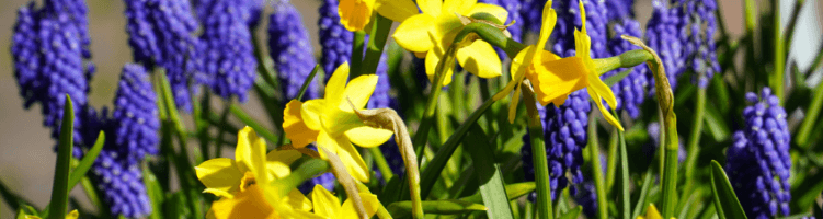 Viaroma laat leerlingen kennis maken met de tuinbouw