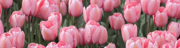 Dag van de Tulp 2026