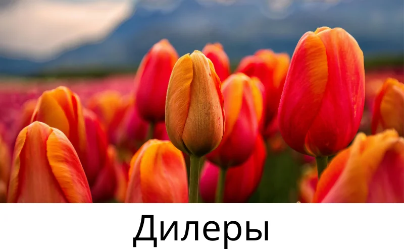 Разведение луковичных растений