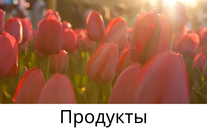 Разведение луковичных растений