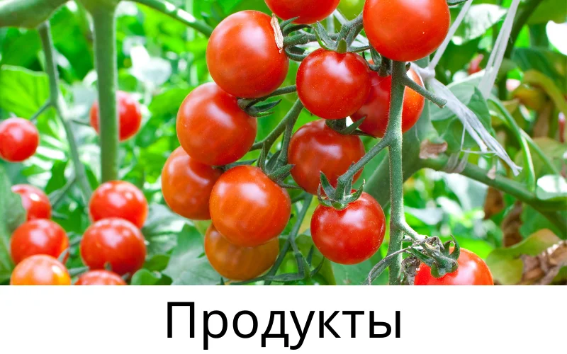 Тепли́ца